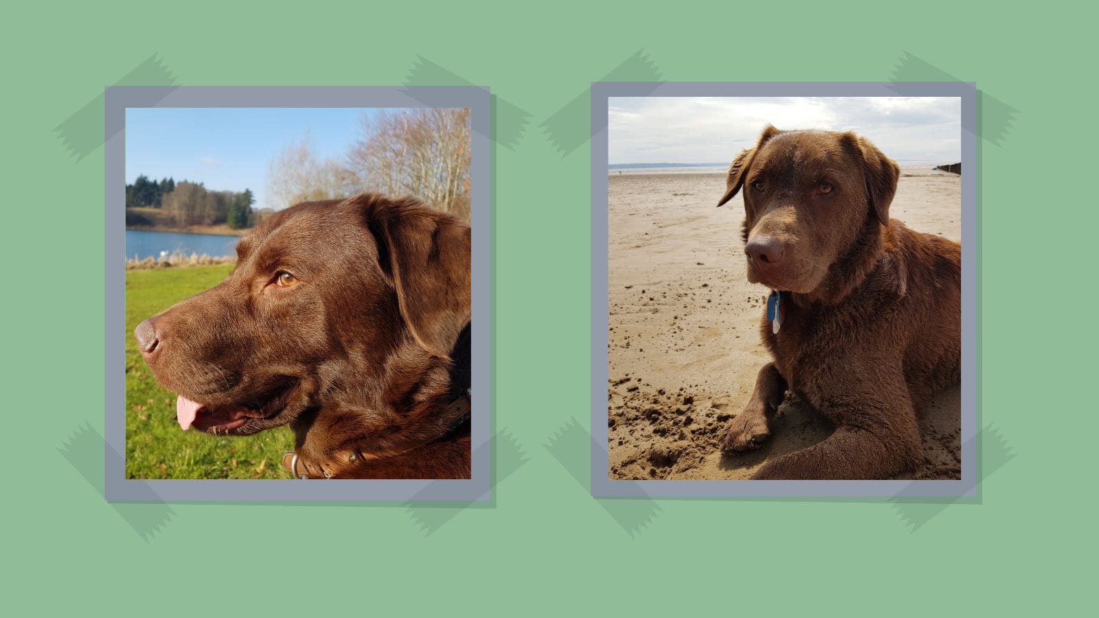 Arnold the chocolate Labrador. Read more.